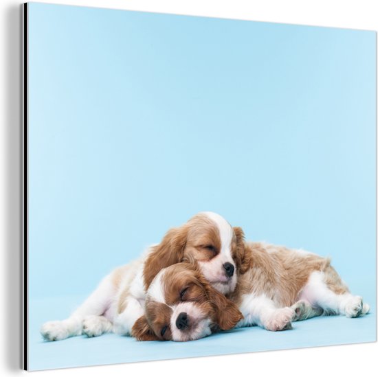 Aluminium schilderij 80x60 cm - Wanddecoratie metaal - Twee Cavalier King Charles-spaniël slapen op elkaar - Metalen muurdecoratie woonkamer - Decoratie industrieel - Foto op dibond - Industriële accessoires slaapkamer