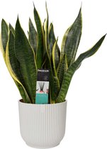 Kamerplant van Botanicly – Vrouwentongen in witte ELHO plastic pot als set – Hoogte: 40 cm – Sansevieria trif. Superba