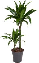 Kamerplant van Botanicly – Drakenboom – Hoogte: 95 cm – Dracaena fragr. Janet Craig