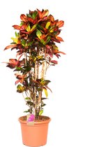 Kamerplant van Botanicly – Croton – Hoogte: 145 cm – Codiaeum variegatum Iceton