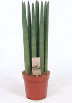 Kamerplant van Botanicly – Vrouwentongen – Hoogte: 60 cm – Sansevieria Straight
