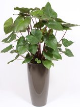 Kamerplant van Botanicly – Homalomena rubescens Maggy in taupe pot als set – Hoogte: 120 cm