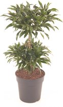 Kamerplant van Botanicly – Drakenboom – Hoogte: 75 cm – Dracaena reflexa