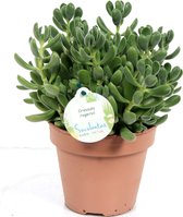 Kamerplant van Botanicly – Jadeplant – Hoogte: 20 cm – Crassula rogersii