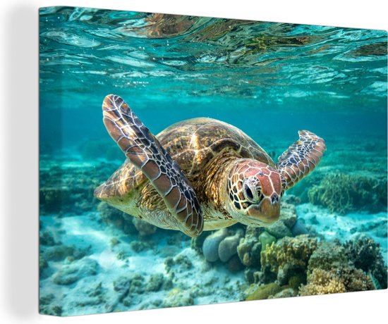 Canvas Schilderij Een schildpad zwemt onder water vlakbij de bodem - 90x60 cm - Wanddecoratie