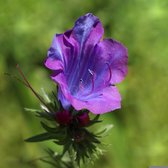 MRS Seeds & Mixtures Weegbreeslangenkruid - Echium plantagineum – groeihoogte: 40 – 70 cm – inheemse plant – trekt vlinders en bijen aan – blauwpaarse bloemen – geschikt voor mediterrane en inheemse tuinen