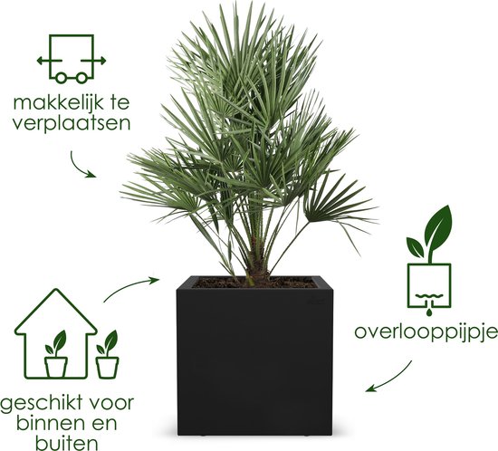 Zwarte vierkante plantenbak met een palmboom. Makkelijk te verplaatsen en geschikt voor binnen en buiten.