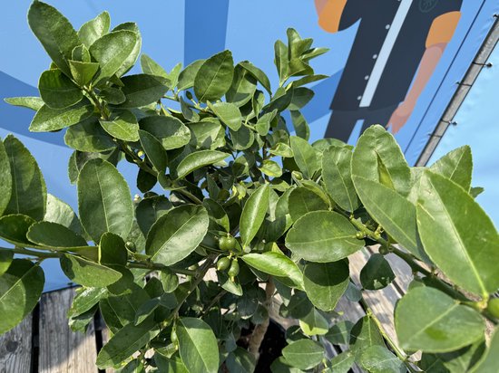 Bovenaanzicht van de bladeren en kleine groene vruchten van een limoenboom.