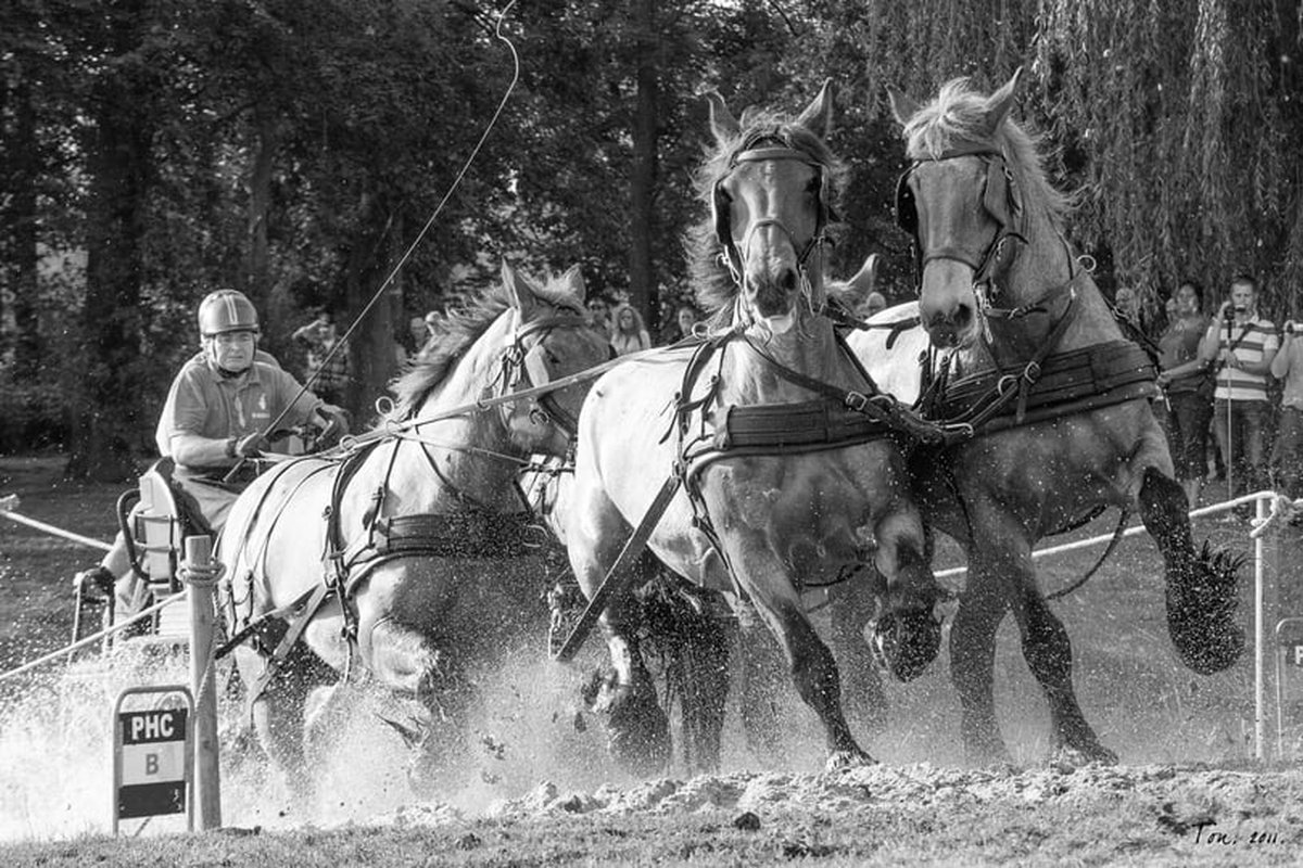 Passion For Art Trekpaarden TW9 - Poster - Ton van der Weerden - 30 x 40 cm zwart-wit