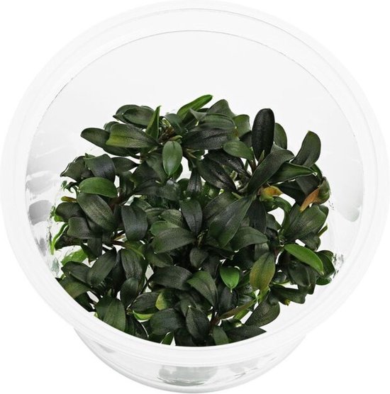 Bucephalandra brownie kopen