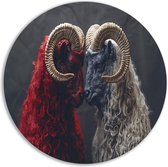 Schapen schilderij - Dieren wanddecoratie rond - Wandcirkels Gras - Muurdecoratie landelijk - Wandcirkels - Slaapkamer muurdecoratie muurcirkel aluminium 50x50 cm