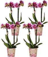 Kolibri Orchids | COMBI DEAL van 4 roze paarse phalaenopsis orchideeën - El Salvador - potmaat Ø9cm | bloeiende kamerplant - vers van de kweker