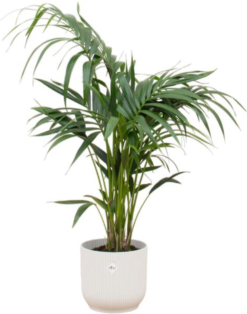 Combi deal - Kentia palm inclusief elho Vibes Fold Round wit Ø25 - 130 cm