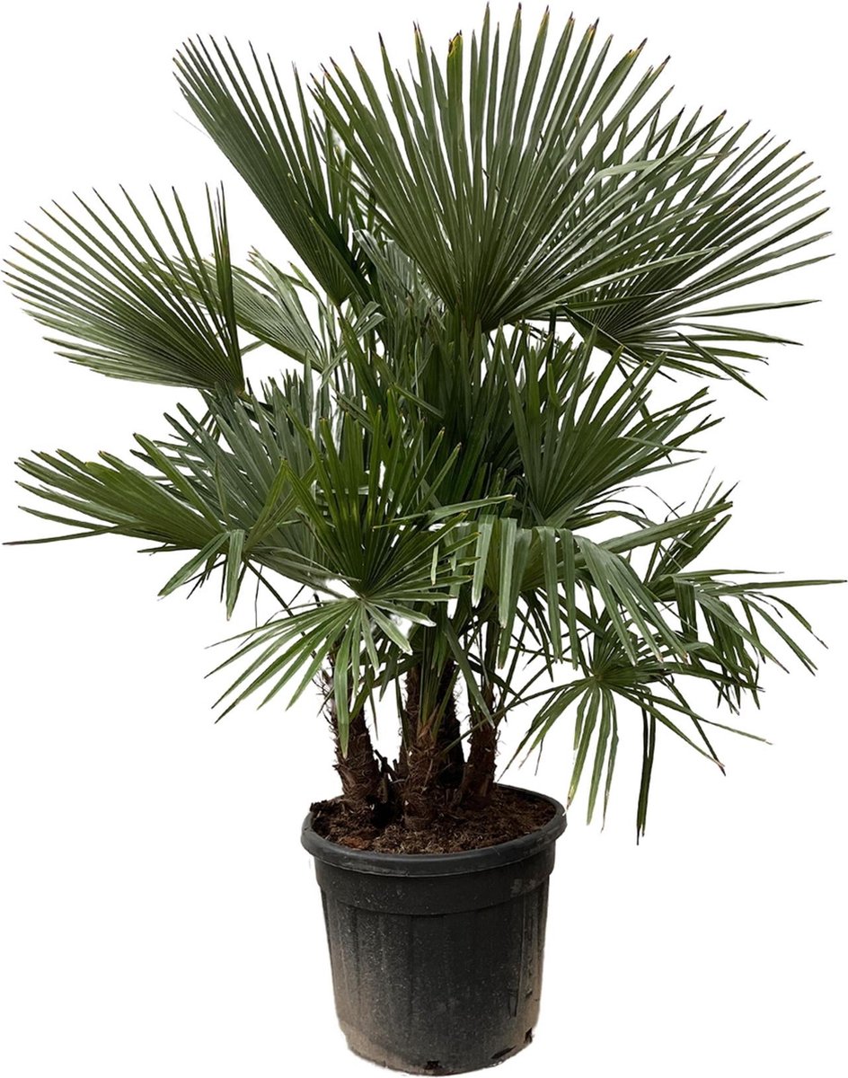 Trachycarpus multi stam - 200cm- Ø45