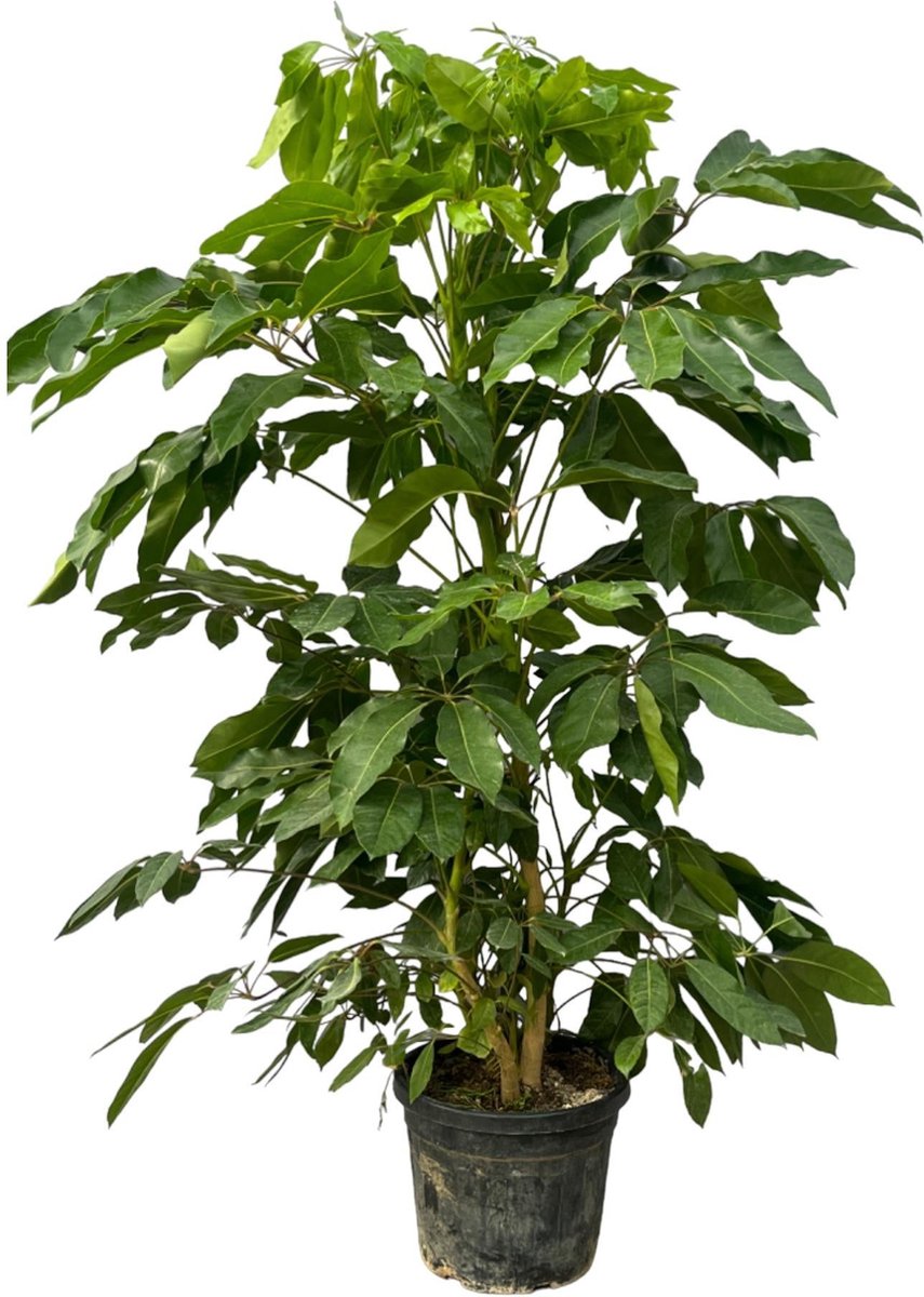 Schefflera Amate - 220 cm - Ø48cm