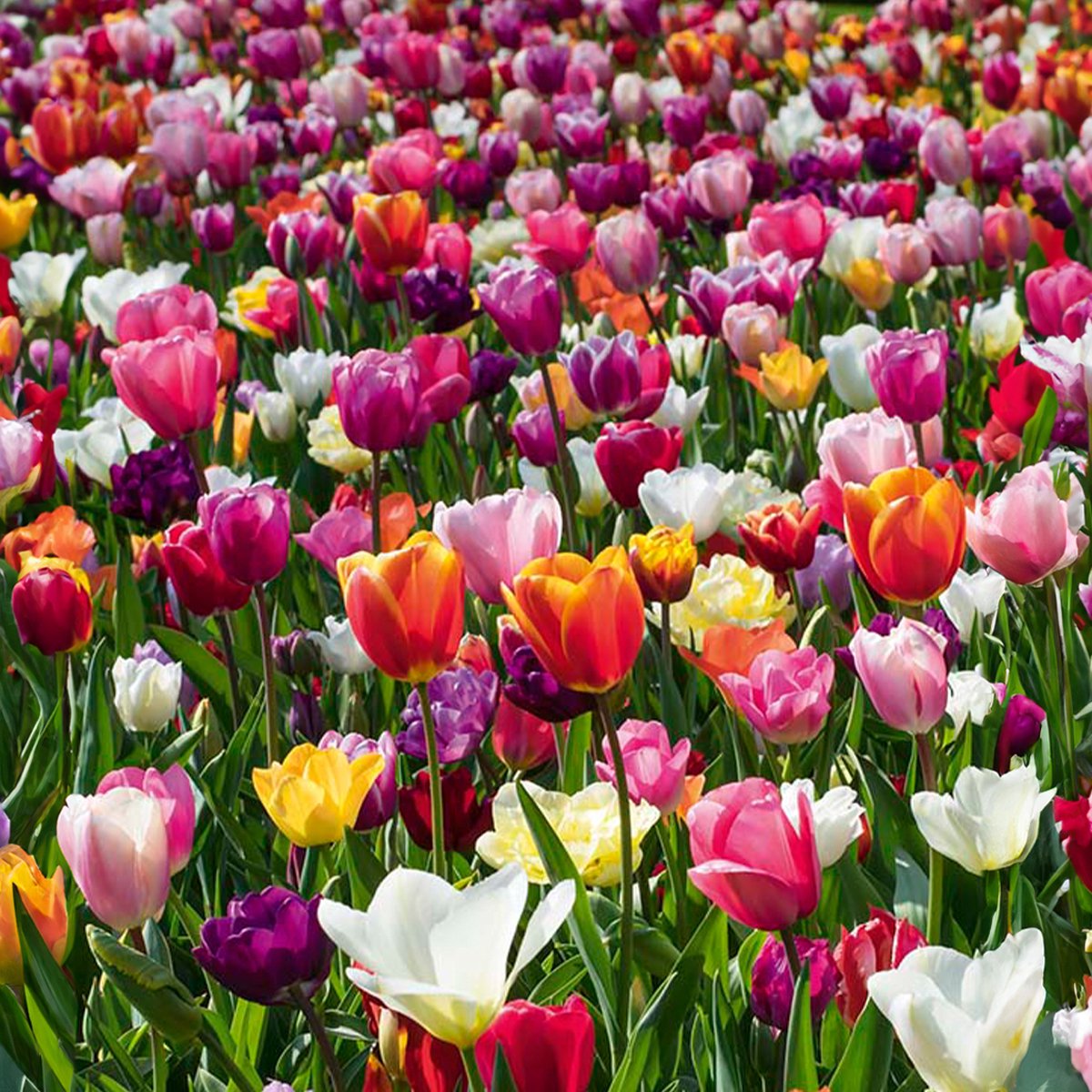 Bloomique - Mix van 20 - 60 dagen Tulpen - Tulpenbollen - Mix van Kleuren - Bloembollen - Voorjaarsbloeiend - Meerjarige Planten - Groeit tot 25-60 cm