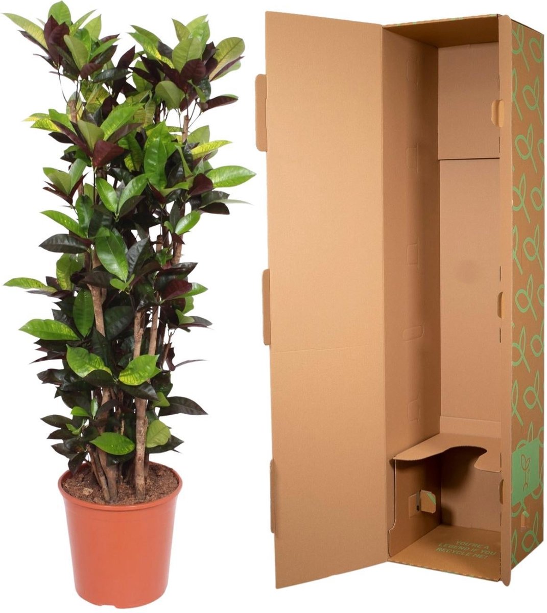 Codiaeum Iceton (Croton Iceton) - 140 cm - ø30