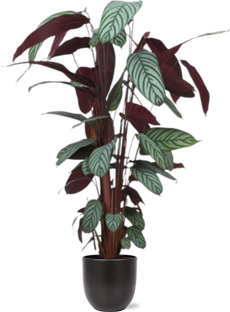 Ctenanthe Oppenheimiana Ø27cm 130cm in Boule ANTRACIET pot