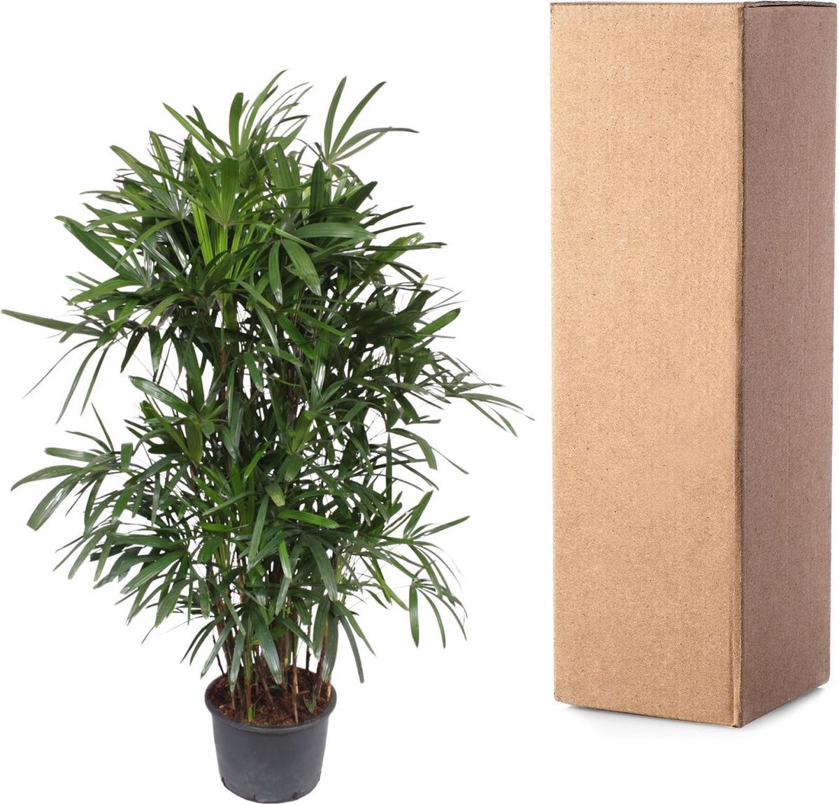 Rhapis Excelsa - 240 cm - ø44
