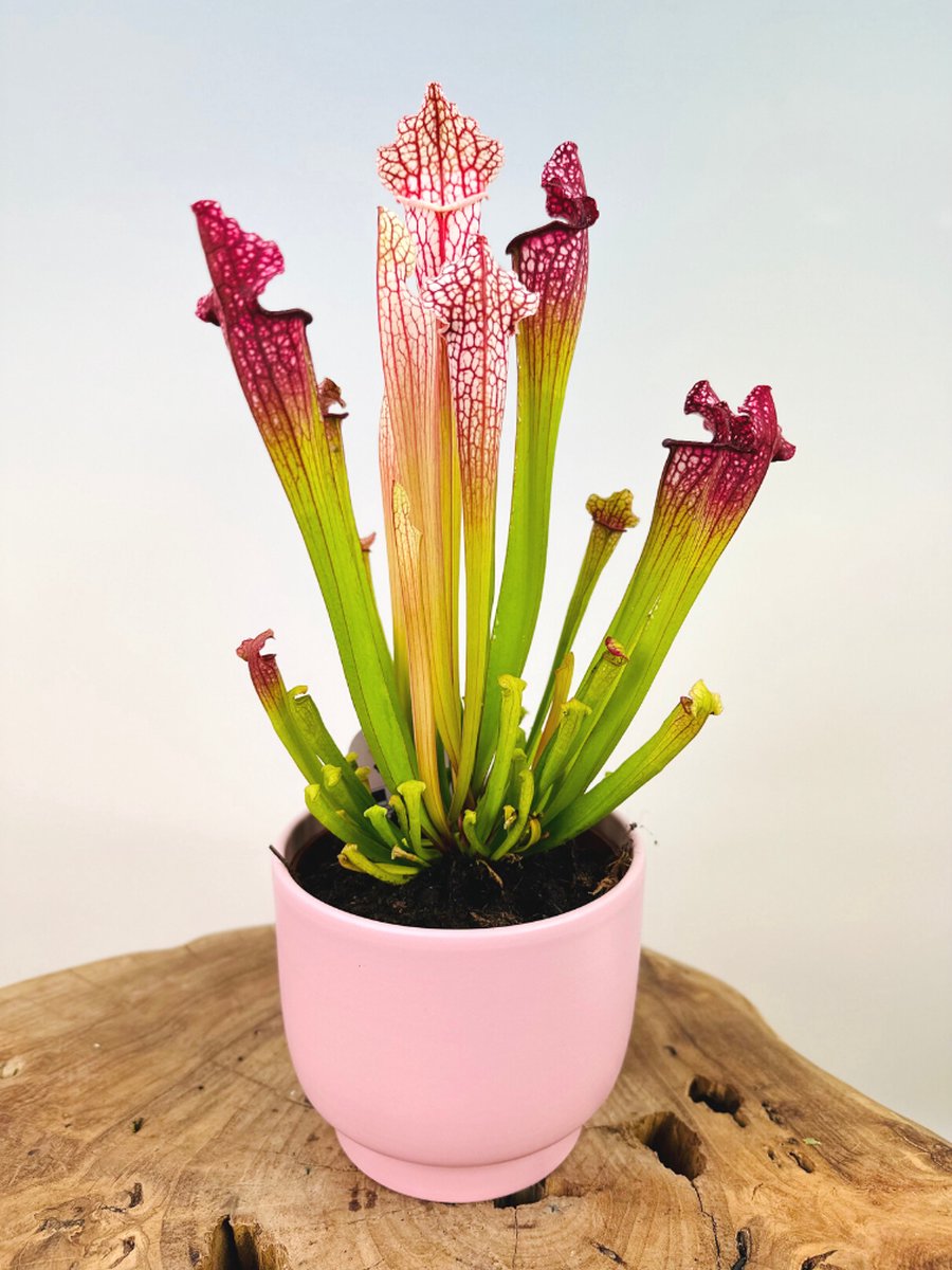 Trompetbekerplant "Sarracenia Leucophylla" groot incl. plantenpot Lowie "Pink" | Complete set (worden samen geleverd) | Plaats bij aankomst jouw vleesetende plant in de pot en geniet meteen