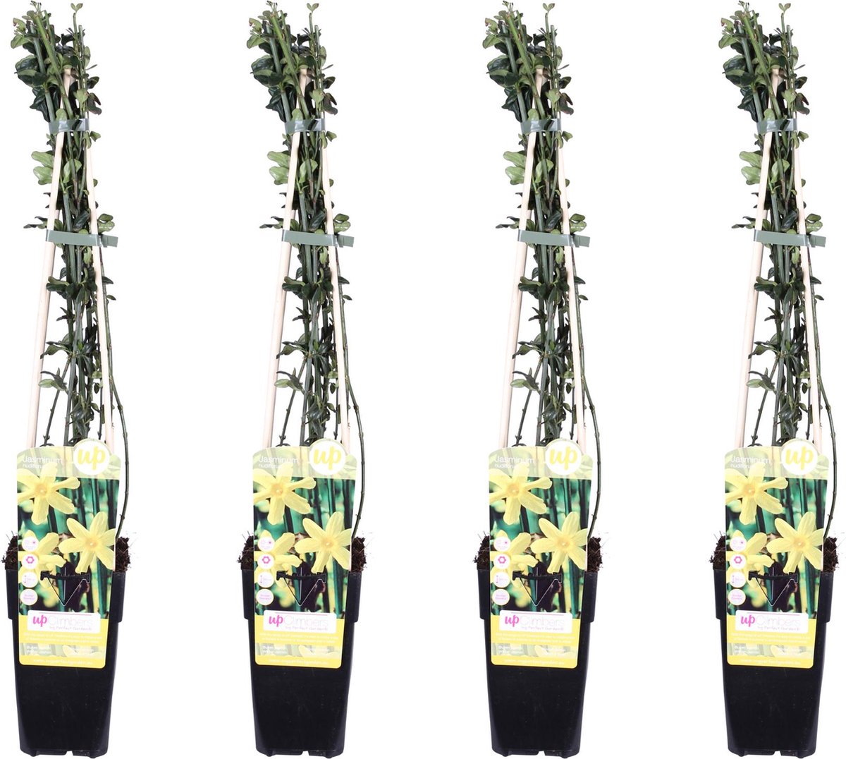 De Winterjasmijn 4 Stuks Kleur Geel Klimplant Tuinplant Haag Jasminum nudiflorum ↨65cm Ø1