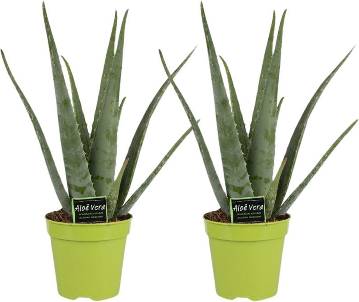 Aloe Vera Planten Set 2 Stuks -45cm -Ø12 Groene Kamerplant Perfecte Groene Metgezel