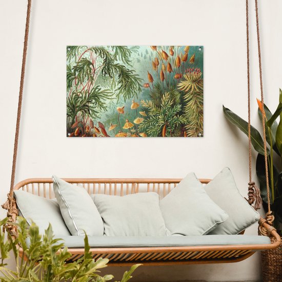 Posters de jardin extérieur Maîtres anciens - Art - Muscinae - Haeckel - 90x60 cm - Toile de jardin - Affiche extérieure