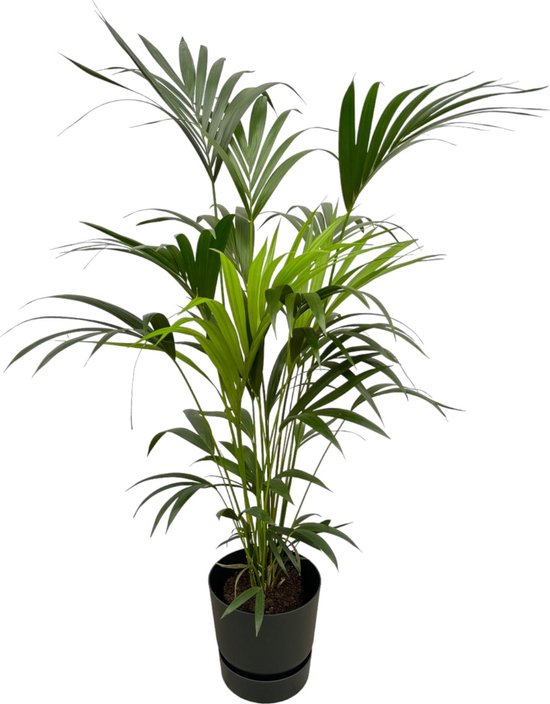 Plantenboetiek.nl | Kentia palm inclusief elho Greenville Round zwart - Ø30cm - 150-160cm hoog - Kamerplant - Complete set - Plant met pot