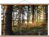 Schoolplaat – Bos vol met Zonnestralen - 90x60cm Foto op Textielposter (Wanddecoratie op Schoolplaat)