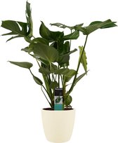 Kamerplant van Botanicly – Gatenplant incl. crème kleurig sierpot als set – Hoogte: 69 cm – Monstera Deliciosa