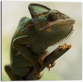 Dibond - Groene Kameleon - 50x50cm Foto op Aluminium (Met Ophangsysteem)