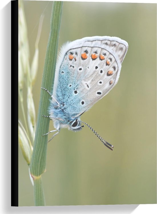 Foto: Canvas blauwkleurige vlinder op groene plant 40x60cm foto op canvas schilderij wanddecoratie op canvas 