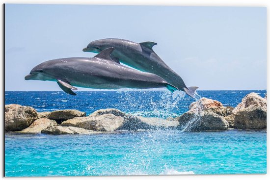 Dibond - Twee Dolfijnen bij Rotsen - 60x40cm Foto op Aluminium (Wanddecoratie van metaal)