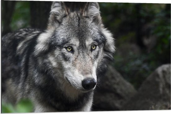 Dibond - Wolf in de Bossen - 90x60cm Foto op Aluminium (Wanddecoratie van metaal)