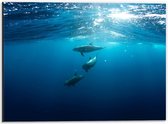 Dibond - Dolfijnen in de Blauwe Zee - 40x30cm Foto op Aluminium (Wanddecoratie van metaal)