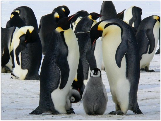 Poster – Baby Pinguïns in Groep met Grote Pinguïns  - 40x30cm Foto op Posterpapier