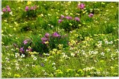 Acrylglas - Grasveld met Paarse/Witte/Gele Bloemen - 60x40cm Foto op Acrylglas (Wanddecoratie op Acrylglas)