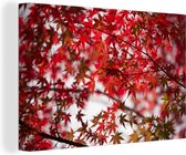Canvas Schilderij Rode bladeren van een Japanse esdoorn - 30x20 cm - Wanddecoratie