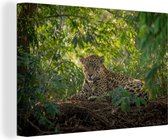 Jaguar dans la jungle toile 2cm 60x40 cm - Tirage photo sur toile peinture (Décoration murale salon / chambre) / animaux sauvages Peintures sur toile