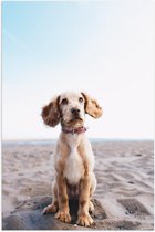 Poster – Onschuldige Puppy op het Strand  - 80x120cm Foto op Posterpapier