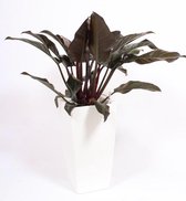 Kamerplant van Botanicly – Philodendron Imperial Red incl. sierpot wit als set – Hoogte: 120 cm