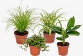Diervriendelijke plantenset - 4 diervriendelijke kamerplanten - 12cm diameter