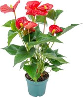 Anthurium - Flamingoplant rood  - Pot 12 cm -   Hoogte 50 cm
