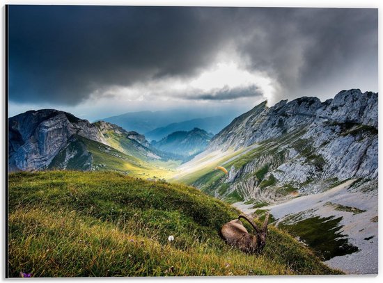 Dibond - Berggeit in Mooie Bergen  - 40x30cm Foto op Aluminium (Wanddecoratie van metaal)