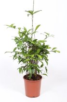 Kamerplant van Botanicly – Drakenboom – Hoogte: 80 cm – Dracaena surculosa