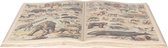 Clayre & Eef Decoratie Boek 65*40 cm Beige, Bruin Papier Dieren Bureau Accessoires Bureau Decoratie