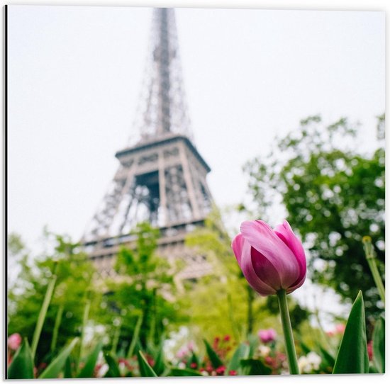 Dibond - Roze Tulp voor Franse Eiffeltoren  - 50x50cm Foto op Aluminium (Wanddecoratie van metaal)