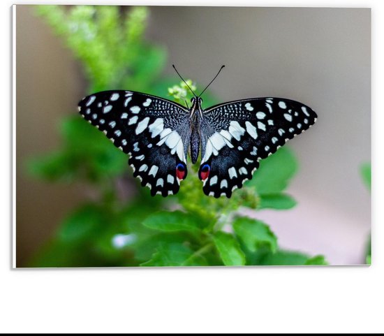 Forex - Bovenaanzicht Zwart/Witte Vlinder op Plant  - 40x30cm Foto op Forex
