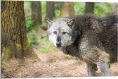 Dibond - Wolf in de Bossen - 90x60cm Foto op Aluminium (Met Ophangsysteem)