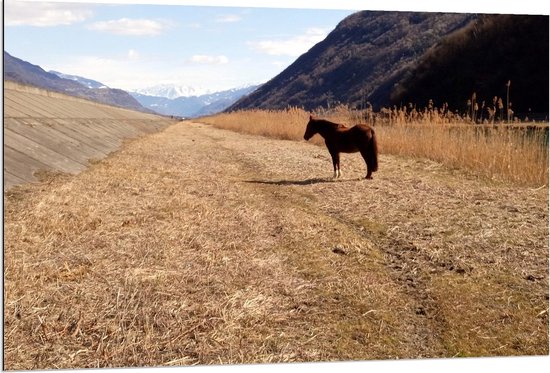 Dibond - Paard bij Pad door Bergen - 120x80cm Foto op Aluminium (Met Ophangsysteem)